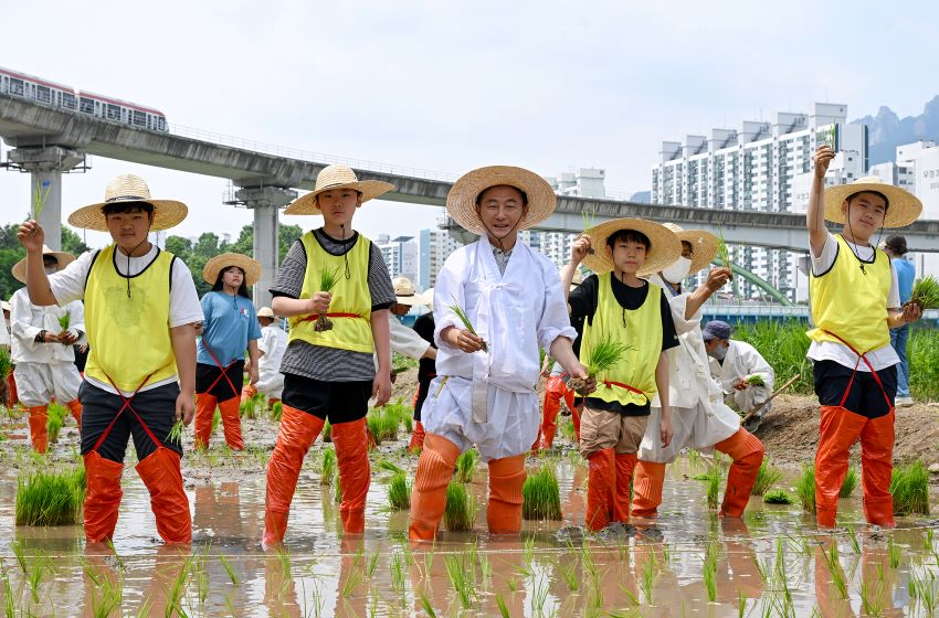 1.생태하천과(의정부시, 시민과 함께한 전통 손 모내기…중랑천이 살아있는 배움터로)1.JPG