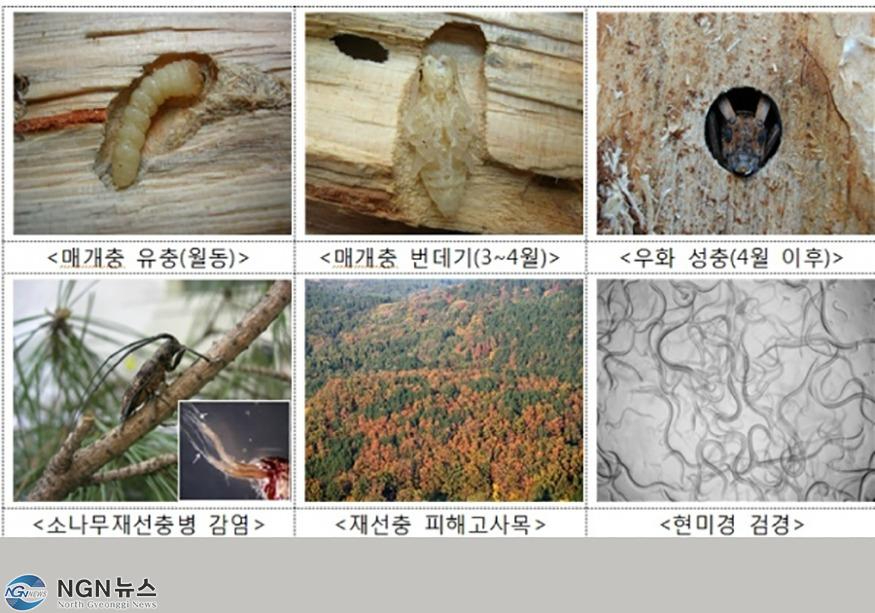 재선충2.jpg