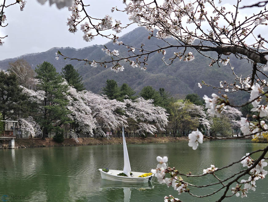 (나)가평군, 청평 옛 중앙내수면연구소 벚꽃길 개방(사진은 지난해 벚꽃 개화장면 )3.png