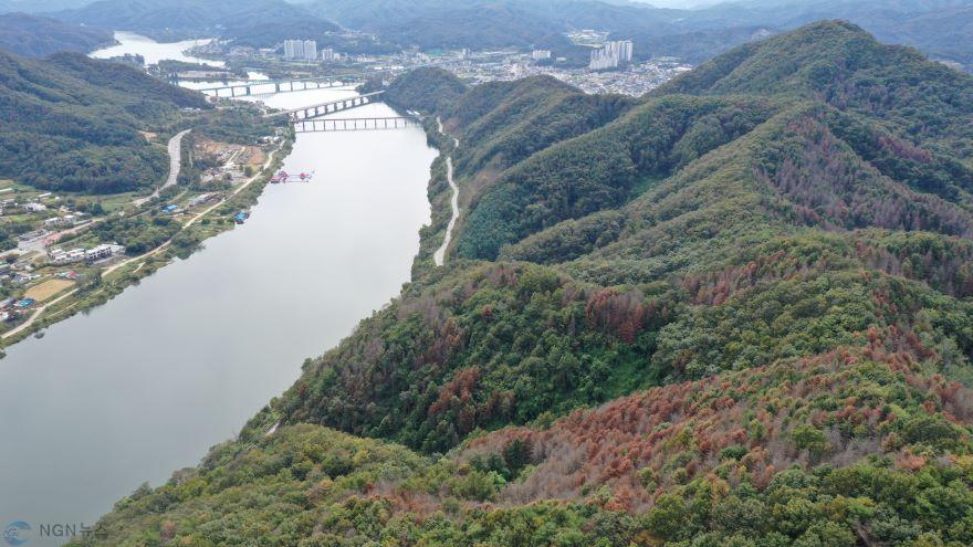 보납산재선충4.JPG