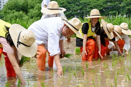 의정부시, 시민과 함께한 전통 손 모내기…중랑천이 살아있는 배움터로