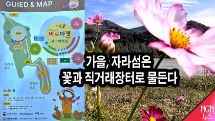 가을, 자라섬은 꽃과 직거래장터로 물든다