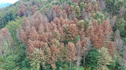 [심층기획③·르포] “산주 동의서 한 장이 가로막는 숲”… 방제도, 조림도, 아무도 책임지지 않았다