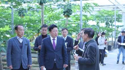 잣나무 재선충 위기 가평, 포천 '파파야 농장'에서 해법 모색
