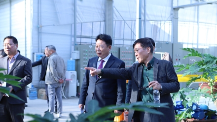 "지방 농업의 새로운 길, 파파야에서 찾다"