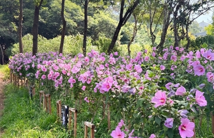 경기도, 올해 무궁화동산 3곳 조성…김포 완료·의왕 하반기 추진