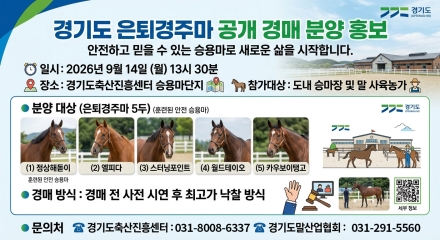 경기도, 은퇴경주마 5마리 승용마로 재조련해 공개 분양