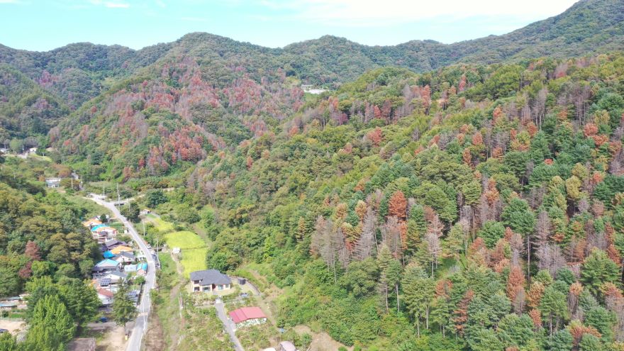[현장 르포①] 단풍인 줄 알았더니 죽어가는 숲…소나무 재선충병, 대한민국 산림이 신음한다