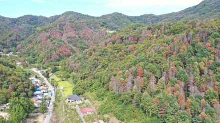 [현장 르포①] 단풍인 줄 알았더니 죽어가는 숲…소나무 재선충병, 대한민국 산림이 신음한다