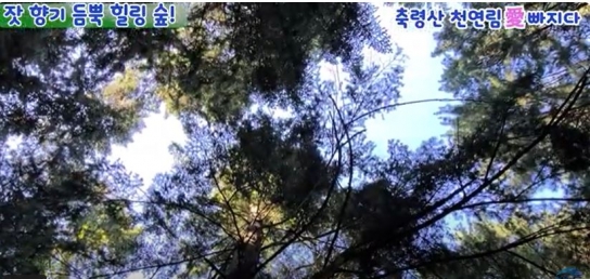 우리는 가평 축령산 아랫마을로 ‘음악회도 보고 숲속체험’하러 간다