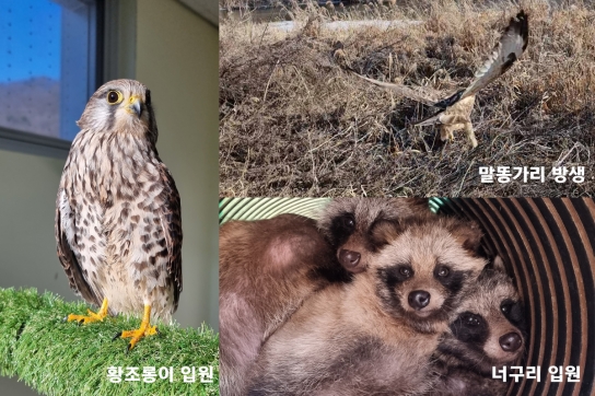 경기도, 지난해 야생동물 3,034마리 구조. 전국 최다 기록
