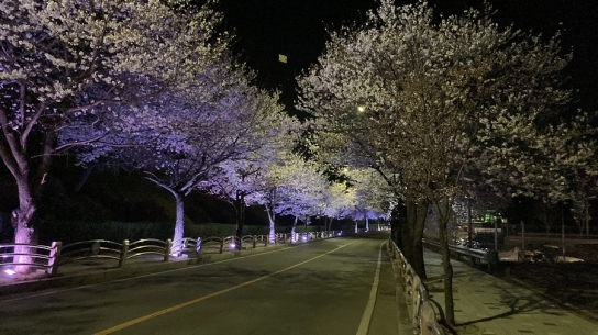 연천군 전곡읍, 13일 은대근린공원서 벚꽃축제 개최