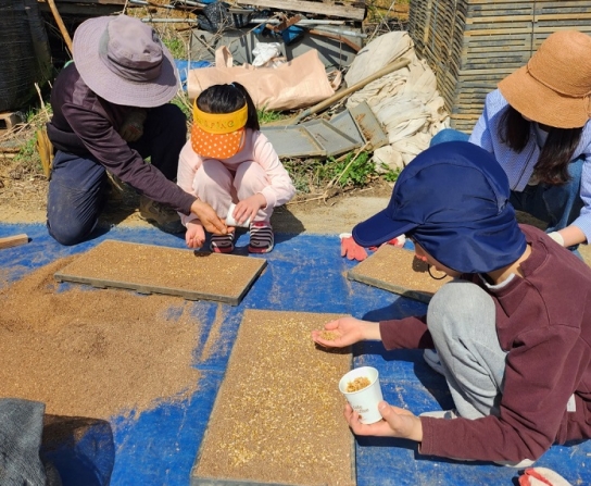 경기도, 학교급식 공급 우수경기미 가격 현실화. 안정적 농가소득 보장