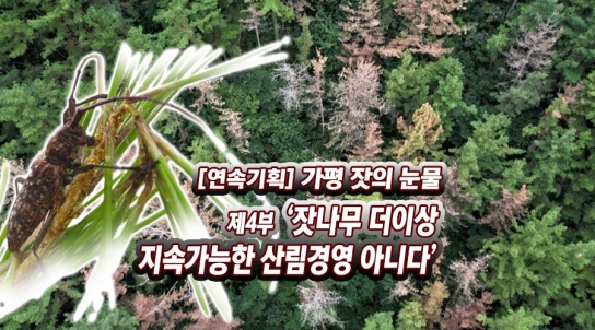 [연속기획]가평군 미래 먹거리 위기...“가평 잣의 눈물”