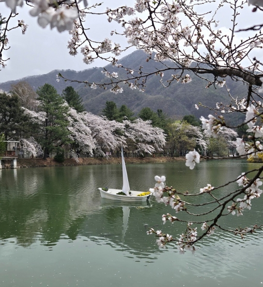 가평군, 옛 내수면연구소 벚꽃길, 4월20일까지 연장 개방/늦은 개화에 따라 2일 추가… 사진 인화 등 행사도 연장 운영