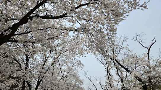 봄바람 따라 달린다, 경기도 지방도 벚꽃 드라이브 코스 3선 추천