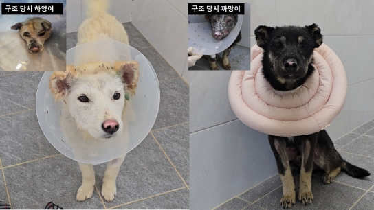 경기도, 경북산불피해 현장에서 구조된 반려견 56마리 입양준비 완료
