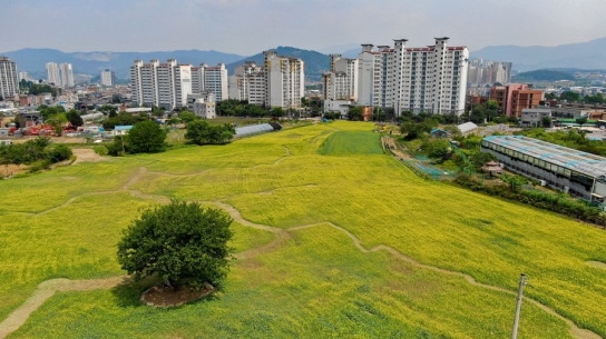 포천동 ‘왕방공원’ 유채꽃 만개…도심 속 제주 풍경 완성