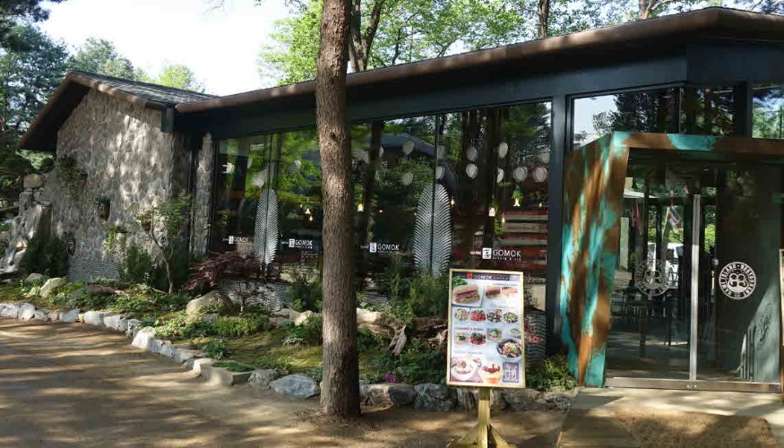 남이섬 고목.jpg