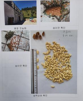평창 잣 사진.PNG
