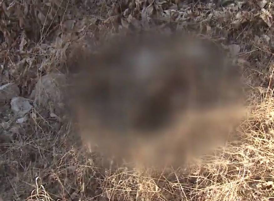 방치된 멧돼지.PNG