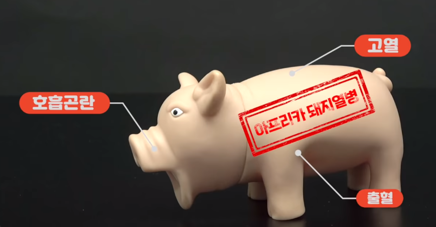 돼지 감염되면.PNG