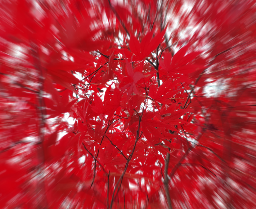 단풍1.PNG