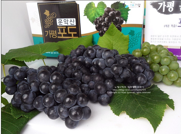 운악산포도 3.PNG