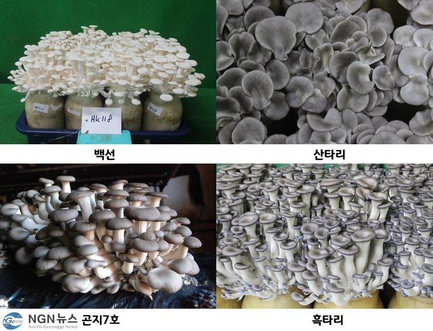 품종별+버섯사진 (1).JPG