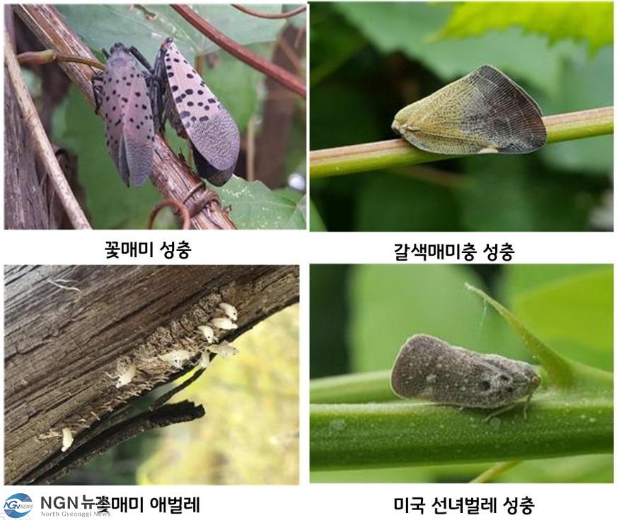 외래해충사진.JPG