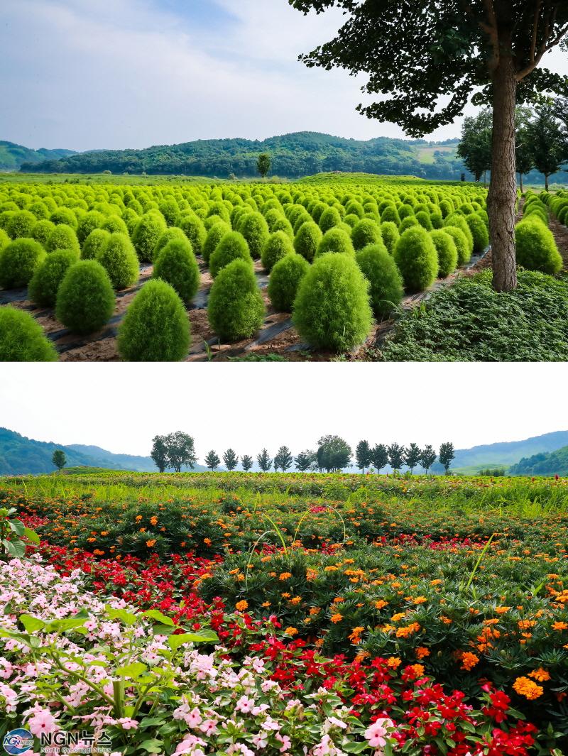 경기도 최북단 연천군 중면, “댑싸리밭에 인생샷 찍으러 오세요”.jpg
